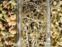 La foto muestra tres tipos de semillas germinadas en Hamburgo, Alemania. EFE  /
