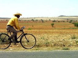 La Sagarpa prevé la entrega de paquetes tecnológicos para la restitución de capacidad productiva. ARCHIVO  /