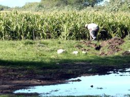 Debido al incremento del precio internacional, se esperan aumentos en las superficies sembradas de maíz. ARCHIVO  /