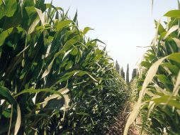 El uso de estas sustancias beneficiará también a cultivos agrícolas como maíz, fríjol, chile, entre otras plantas. EFE  /