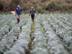 Una parcela de hortaliza en el municipio de Atoyac. ARCHIVO  /
