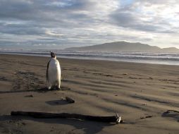 El pingüino emperador acabó perdido mientras buscaba alimento. EFE  /