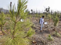 El programa ''reforestando Guatemala y Centroamérica'' persigue' hacer frente al cambio climático. ESPECIAL  /