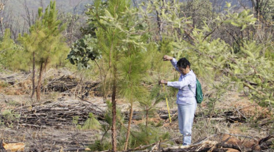 Las autoridades de La Primavera no quieren que se cree una fobia o miedo para ir al bosque. ARCHIVO  /