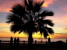 Las acciones se realizan luego de haber encontrado palmeras afectadas por el picudo rojo. ARCHIVO  /