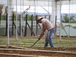 Los cheques de este jueves fueron para proyectos en municipios de Ameca, El Grullo, Guadalajara, Lagos de Moreno, Mascota, entre otros. EL INFORMADOR / ARCHIVO
