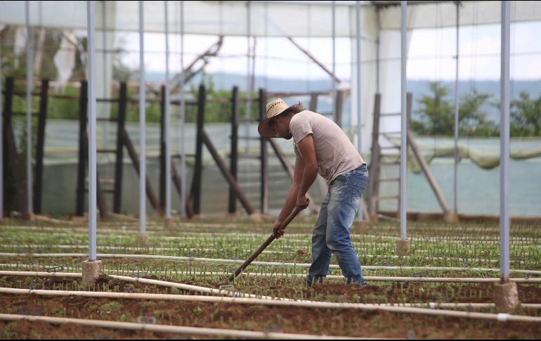 Los cheques de este jueves fueron para proyectos en municipios de Ameca, El Grullo, Guadalajara, Lagos de Moreno, Mascota, entre otros. EL INFORMADOR / ARCHIVO