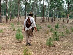 Activistas del Movimiento Ambientalista Guardabarranco sembraron miles de plantas para combatir la deforestación. ARCHIVO  /