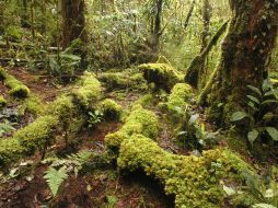 Declaran que deberán controlar los estragos que la tala y la deforestación que se hacen en la isla. EFE  /