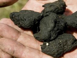 Impulsan un proyecto de gasificación con desechos sólidos. ID  /