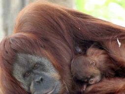 Los orangutanes también están en situación crítica en Borneo y sobre todo en Sumatra. EFE  /
