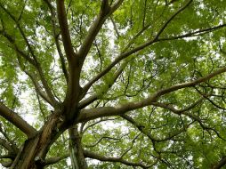 Árbol patrimonial, ubicado en Av. La Paz y Lope de Vega. A. CAMACHO  /