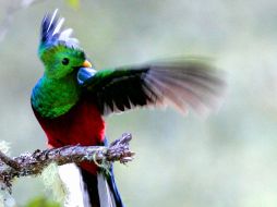 El Quetzal, en Mesoamérica, representaba a los dioses Quetzalcóatl y Kukulkán. ESPECIAL  /