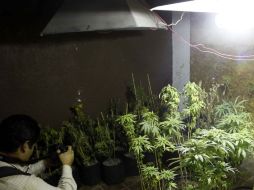 La droga estaba distribuida en 58 plantíos. NTX  /