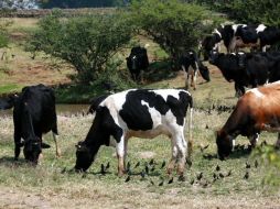 El centro de matanza de Etzatlán es el más avanzado en sus trabajos de instalación y se espera inicie operaciones en un mes. ARCHIVO  /