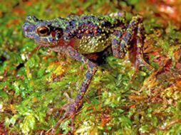 Los ejemplares medían hasta cinco centímetros. ESPECIAL  /