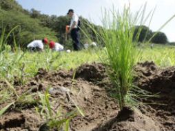 Fueron plantados dos árboles en honor a la reforestación. ARCHIVO  /