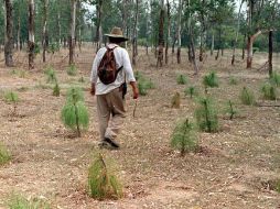 Los municipios reforestados fueron: Gómez Farías, Jaumave, Tula, Bustamante, Miquihuana, Valle hermoso y Victoria. ARCHIVO  /