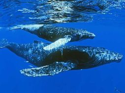 Unas cien ballenas jorobadas han realizado su peregrinación anual. AP  /