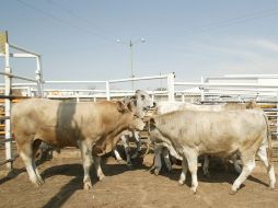 En 2010 se reportaron 297 casos de personas intoxicadas con la sustancia. ARCHIVO  /