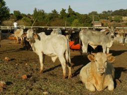 El sector pecuario estatal se encuentra rezagado en abatir la contaminación que ocasiona su actividad. ARCHIVO  /