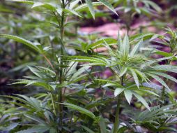 La mariguana Jamaiquina tiene un mayor valor en el mercado. NTX  /