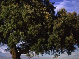 Los visitantes podrán conocer de cerca el comportamiento y el proceso de la fotosíntesis. ARCHIVO  /