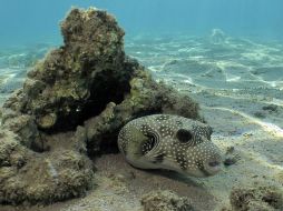 Son amenazados por la presión pesquera, los efectos del cambio climático y la acidificación oceánica. REUTERS  /