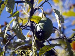 La expansión de las huertas de aguacate afecta directamente los bosques de pino y roble. ARCHIVO  /