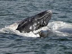 Las ballenas jorobadas son las verdaderas amas de la gigante piscina que las espera todos los años frente a las costas ecuatorianas.EFE  /