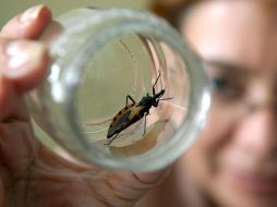 La especie 'polytoxus siculus' fue encontrada en  el Delta del Llobregat . EFE  /