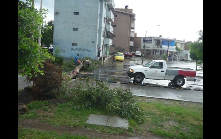 El árbol se desprendió de su base y cayó sobre la Calzada Independencia casi al cruce con Mesa del Norte. S. RODRÍGUEZ  /