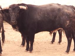 Novillo 580 de Boquilla del Carmen con un peso de 405 kilogramos. ESPECIAL  /