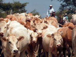 La Sagarpa confirmó que animales al cuidado del inculpado estaban alimentados con una sustancia prohibida. ARCHIVO  /