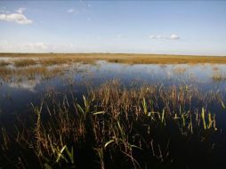 Los Everglades es una amplia región pantanosa subtropical de gran importancia medioambiental. EFE  /