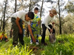 En esta ocasión el proyecto supuso una plantación en el emblemático bosque tapatío de Los Colomos. S. NÚÑEZ  /