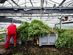 Con este aseguramiento se evitó la comercialización de 339 mil dosis de esta droga. NTX  /