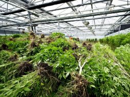 En total se aseguraron 13 plantas y paquetes de droga con un peso total de 400 kilos. ARCHIVO  /