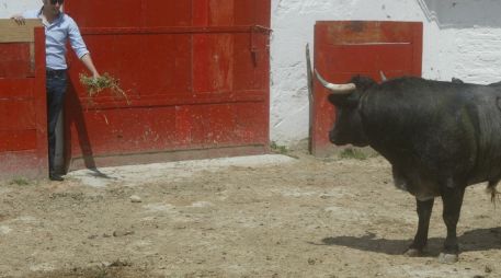 Salvador López le muestra un manojo de alfalfa a ''Panamericano'', el toro que indultó el domingo pasado. E.FLORES  /