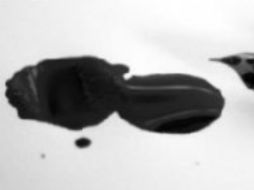 El IPN refirió que la fórmula original es resultado de largos años de investigación. ESPECIAL  /