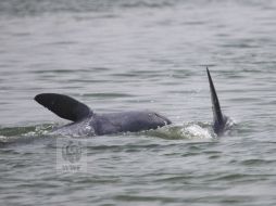 Fotografía facilitada por la WWF que muestra a dos ejemplares de delfín de Irrawaddy. EFE  /