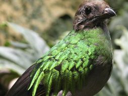 Los quetzales están en la zona de criadero de la UMA en el municipio de Ixtapaluca. EFE  /