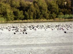 La detección de las aves muertas ha sido posible gracias a un dispositivo de vigilancia que se puso cercano a la laguna. EFE  /