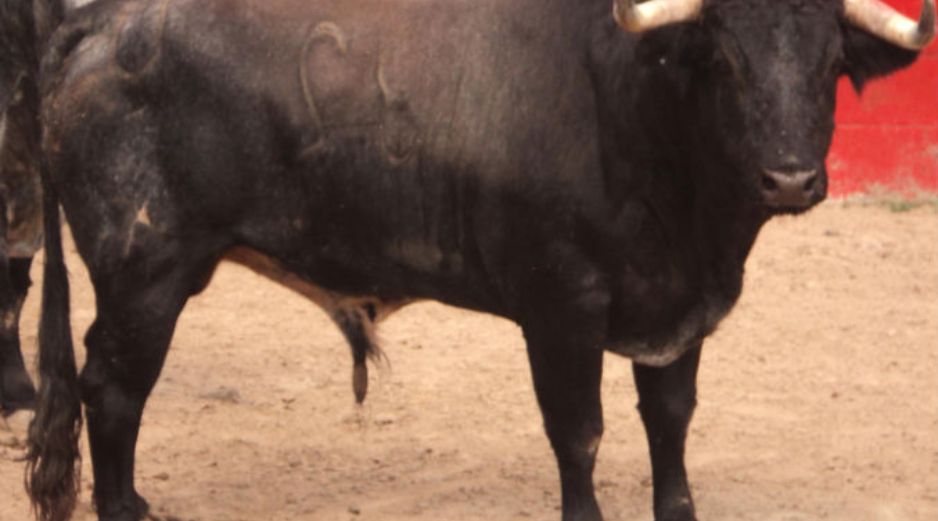 Novillo de la ganadería de Guanamé, marcado con el número 32, a lidiarse el día de hoy. EL INFORMADOR  /