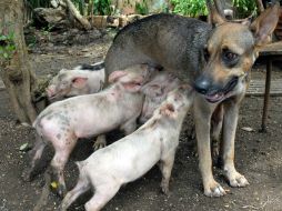 Los cerditos quizás pudieron sentirse tentados porque el sabor y la temperatura de la leche de todos los mamíferos son similares. AFP  /