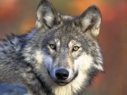 La naturaleza del hombre se transgiversa con la del animal en esta exposición de artes visuales.  ESPECIAL  /