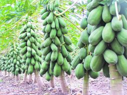 Desde mayo de 2011 a la fecha, se ha detectado la presencia de la bacteria en 33 muestras de un total de 211.ESPECIAL  /