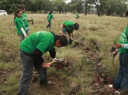 El objetivo es quitarle presión a los bosques nativos, ya sea con fines de protección o producción de madera. E. PACHECO  /