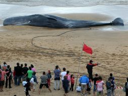La ballena fue descubierta el viernes en la mañana en la playa y estaba viva cuando varó en la arena. EFE  /