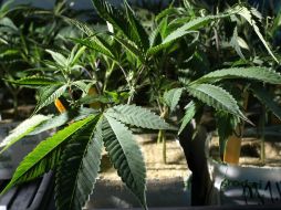 La mujer es esquizofrénica y había consumido cannabis. ARCHIVO  /